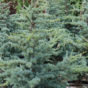 Cedrus atlantica Glauca - Kék Atlasz Cédrus