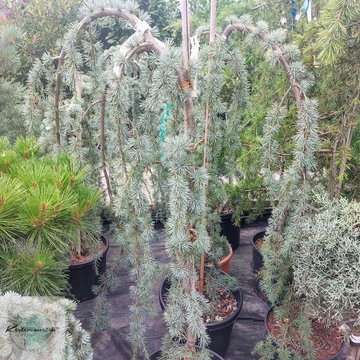 Cedrus atlantica Glauca Pendula - Csüngő Kék Atlasz Cédrus