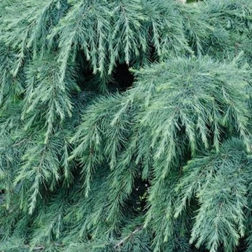 Cedrus deodara Feelin Blue - Kék terülő Himalájai Cédrus 