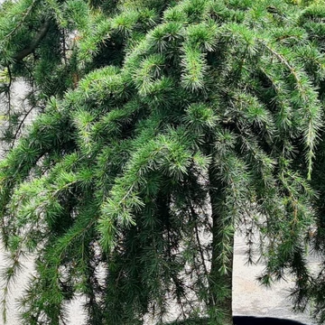 Cedrus deodara Pendula - Csüngő Himalájai Cédrus