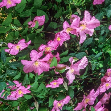 Clematis Comtesse De Bouchaud - Nagyvirágú iszalag