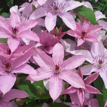 Clematis hagley Hybrid - Ngyvirágú iszalag