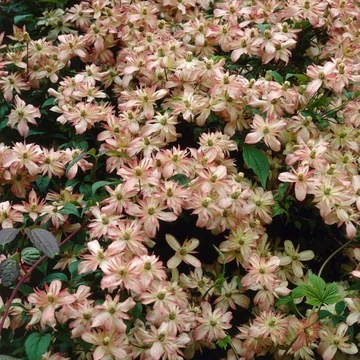 Clematis montana Marjorie - Barack színű iszalag