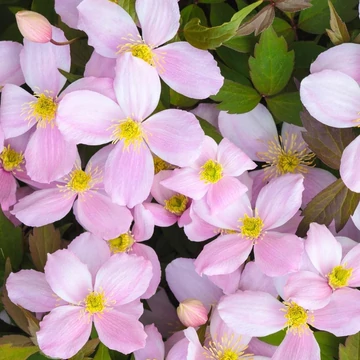 Clematis montana Rubens - Illatos iszalag