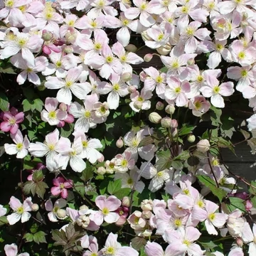 Clematis montana Tetrarose - Rózsaszín, illatos iszalag