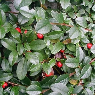 Cotoneaster horizontalis Bella - Kúszó madárbirs