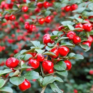 Cotoneaster procumbens Queen of Carpet - Szőnyeg madárbirs