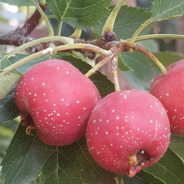 Crataegus pinnatifinda Bíbor - Kínai galagonya
