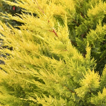 Cupressocyparis leylandii Gold Rider-Arany hajtású leylandi ciprus