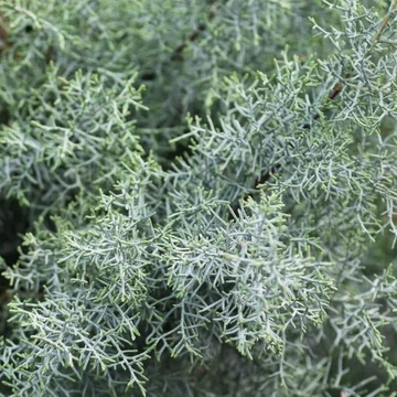 Cupressus arizonica Fastigiata - Oszlopos arizóniai ciprus