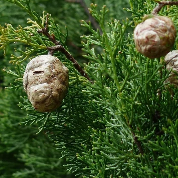 Cupressus sempervirens Totem - Európai ciprus