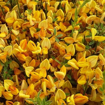 Cytisus scoparius Apricot Gem  - Zanót narancsos rózsaszín