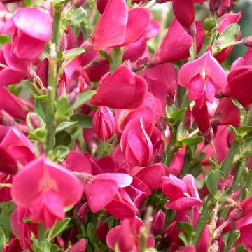 Cytisus scoparius Boskoop Ruby - Zanót sötétpiros