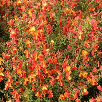Cytisus scoparius Lena - Zanót sötétnarancs