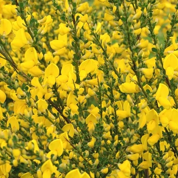 Cytisus scoparius - Zanót sárga