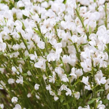 Cytisus scoparius White Lion - Zanót fehér