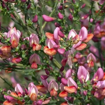Cytisus scoparius Hollandia - Zanót rózsaszín