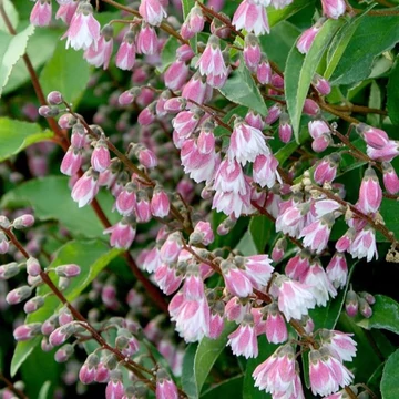 Deutzia scabra Codsall Pink - Érdeslevelű  gyöngyvirágcserje