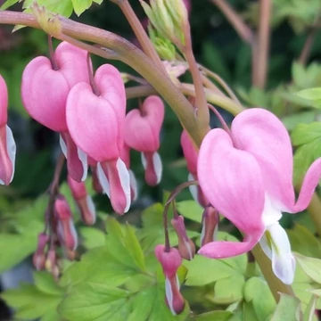 Dicentra spectabilis - Nagy szívvirág (Krisztus szíve)