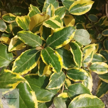 Elaeagnus ebbingeii Vivileg - Széleslevelű Ezüstfa