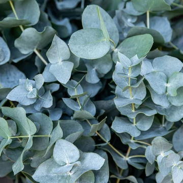 Eucalyptus gunnii Blue Ice - Havasi eukaliptusz
