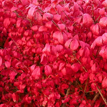 Euonymus alatus Compactus - Törpe szárnyas kecskerágó