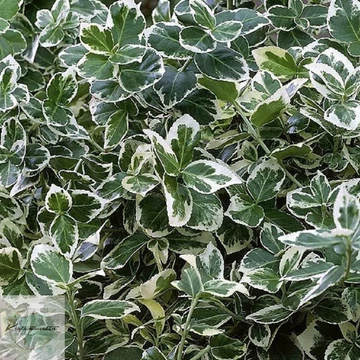 Euonymus fortunei Emerald Gaiety-Fehértarka kúszó kecskerágó