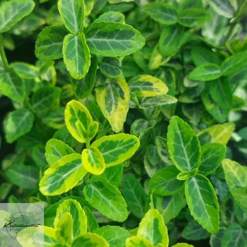 Euonymus fortunei Emerald'n Gold-Aranysárga kúszó kecskerágó