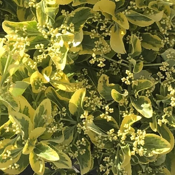Euonymus japonicus Aurea-Sárga tarka Japán kecsekerágó