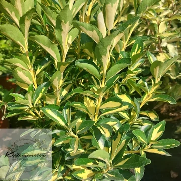 Eunymus japonicus Aureopictus-Japán kecskerágó