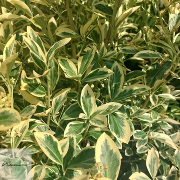 Euonymus japonicus Bravo - Fehér tarka Japán kecsekerágó