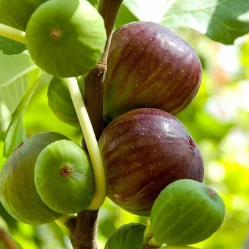 Ficus carica Brogiotto Nero -  Törzses Brogiotto Nero füge