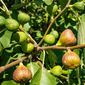 Ficus carica Brown turkey - Brown turkey füge
