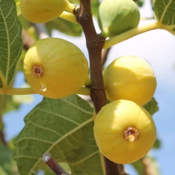 Ficus carica Rosaria Bianco - Rosaria Bianco füge