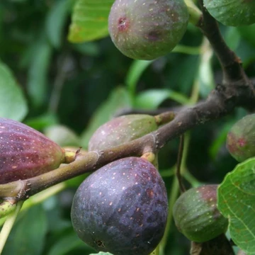 Ficus carica Rosso -  Törzses Rosso füge