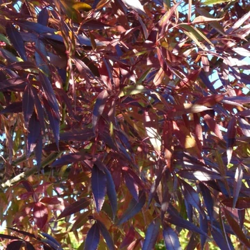  Fraxinus angustifolia Raywood - Keskenylevelű kőris