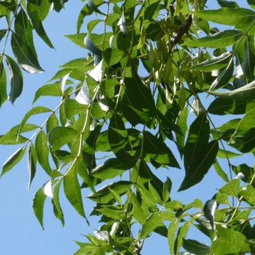 Fraxinus excelsior-Westhof&#039; s Glorie - Magas kőris