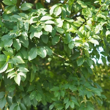Fraxinus ornus Mecsek - Gömb virágos kőris