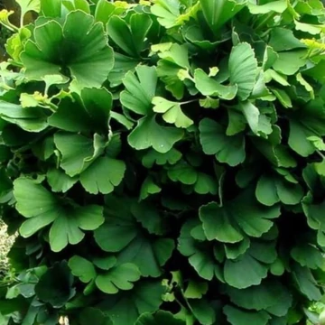 Ginko biloba Mariken - Magas törzsű törpe páfrányfenyő