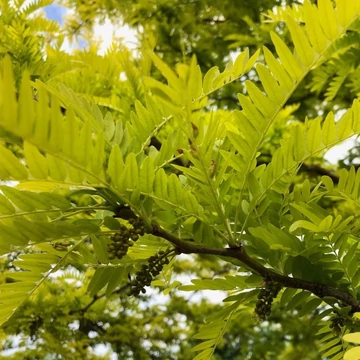 Gleditsia triacanthos Sunburst - Sárga krisztustövis