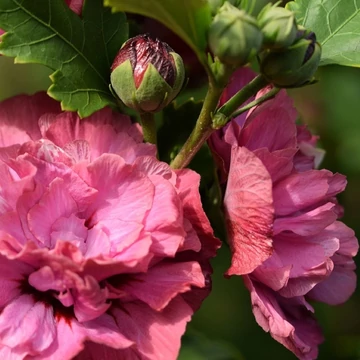 Hibiscus syriacus Duc de Brabant - Mályvacserje