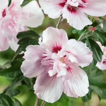 Hibiscus syriacus Lady Stanley - Mályvacserje