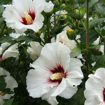 Hibiscus syriacus Red Heart- Mályvacserje