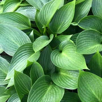 Hosta tardiana Devon Green -Árnyékliliom
