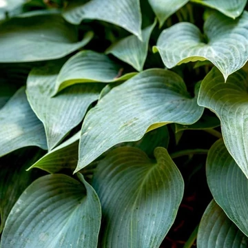Hosta tardiana Halcyon - Kék levelű árnyékliliom