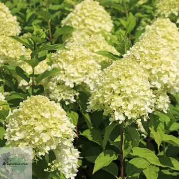 Hydrangea paniculata Limelight - Bugás hortenzia