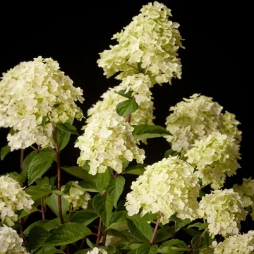 Hydrangea paniculata Silver Dollar - Bugás hortenzia