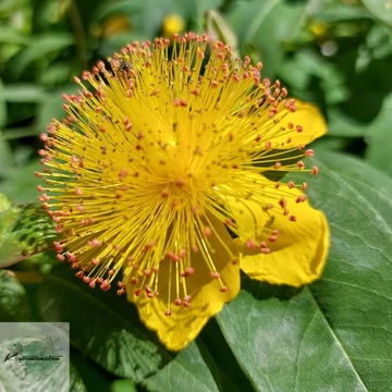 Hypericum calycinum - Örökzöld orbáncfű