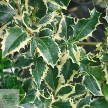 Ilex aquifolium Argenteomarginata - Tarka levelű Magyal