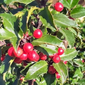 Ilex crenata Glory Gem - Törzses csipkéslevelű Magyal
